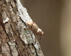Orthorhinus