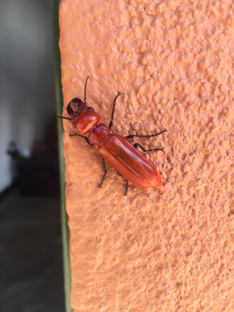 Synhoria senegalensis