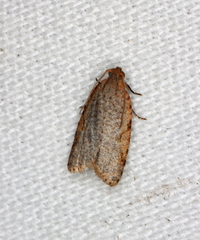 Meritastis piperata