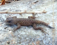 Sceloporus nelsoni