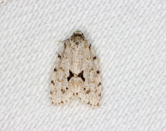 Thallarcha macilenta
