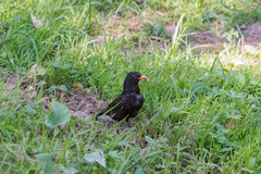 Turdus merula