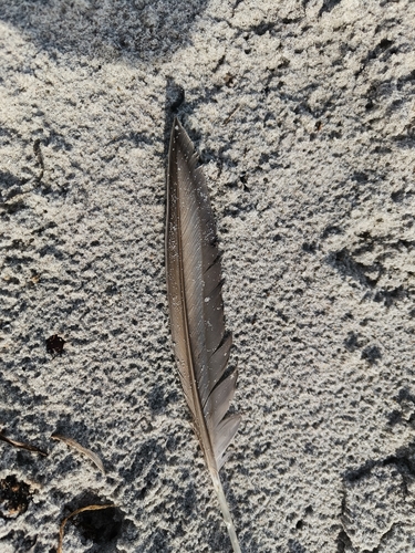 Plume de Macreuse noire
