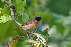 Phoenicurus phoenicurus