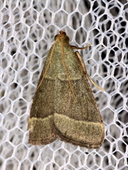 Hypsopygia decoloralis