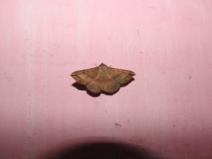 Entomogramma fautrix