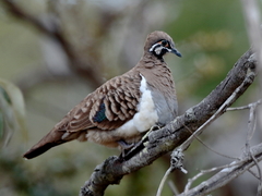 Geophaps scripta