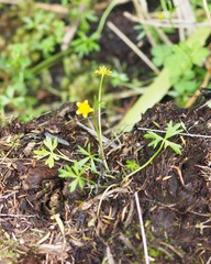 Ranunculus amphitrichus