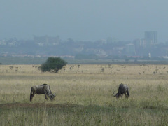 Connochaetes taurinus albojubatus