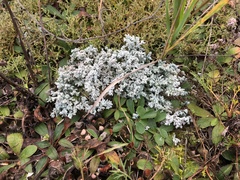 Stereocaulon paschale