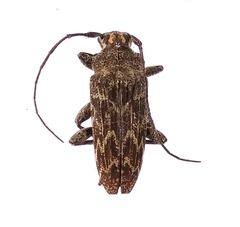 Tmesisternus jaspideus