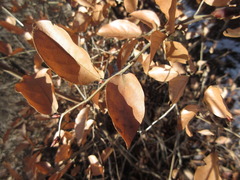 Lindera glauca