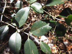 Ligustrum japonicum