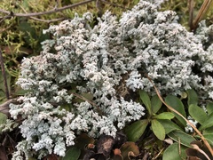 Stereocaulon paschale