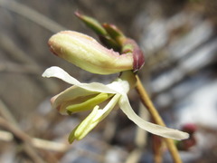 Lonicera harae