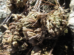 Selaginella tamariscina