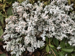 Stereocaulon paschale