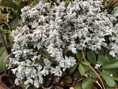 Stereocaulon paschale