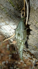 Dictyanthus