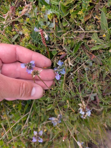 Oxytropis lapponica, photograph 6