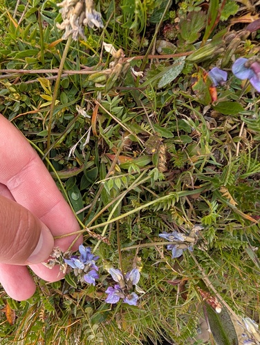 Northern beaked milk vetch (Oxytropis lapponica)
