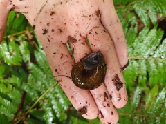 Rhytida stephenensis