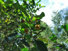 Aphloia theiformis