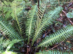 Plagiogyria stenoptera