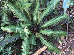 Plagiogyria stenoptera