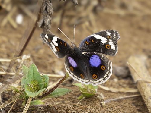 Blue-spot Pansy