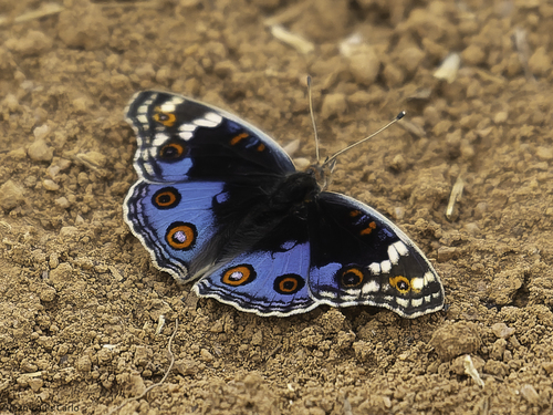 Blue Pansy