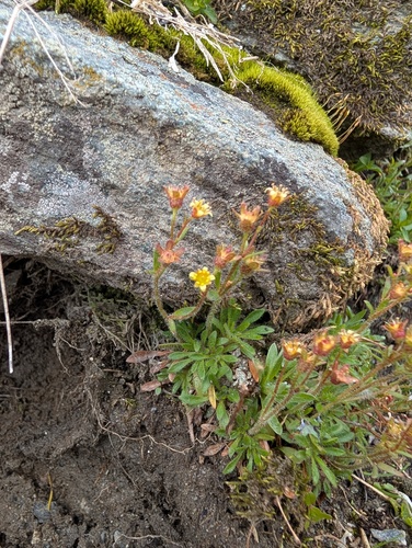 Seguier's Saxifrage (Saxifraga seguieri)