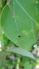 Sinocrepis obscurofasciata