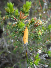 Endeolena aurinatella