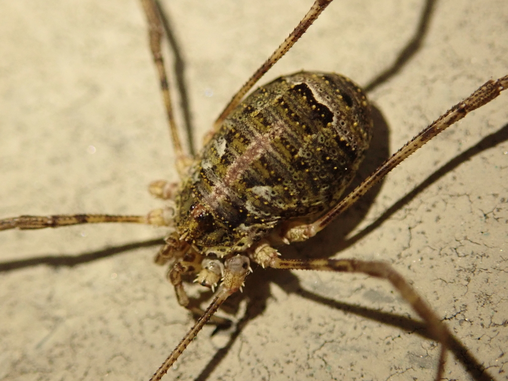 Lacinius dentiger