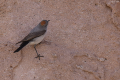 Muscisaxicola rufivertex