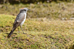 Muscisaxicola rufivertex