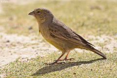 Sicalis