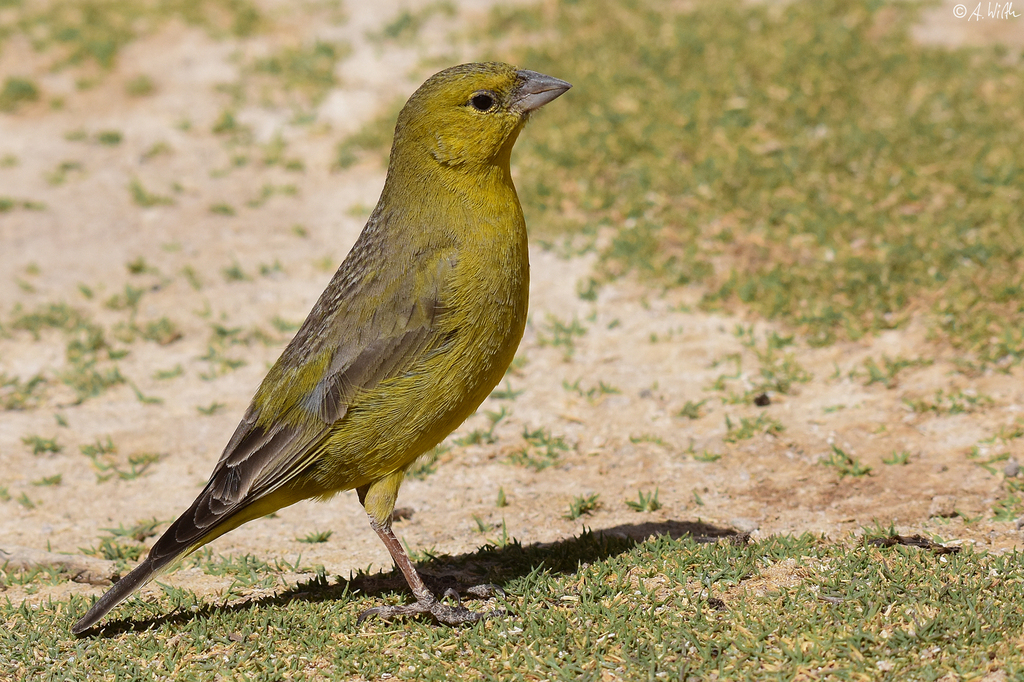 Puna Yellow-Finch photo