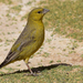 Puna Yellow-Finch - Photo (c) alexwirth, some rights reserved (CC BY-NC)