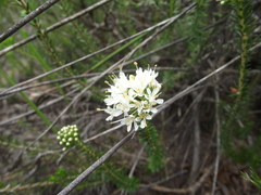 Agathosma hirta