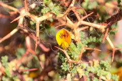 Adesmia spinosissima