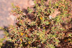 Adesmia spinosissima