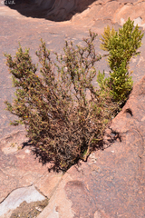 Adesmia spinosissima