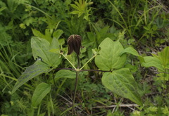 Clematis fusca