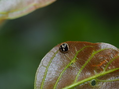 Coptosoma variegatum