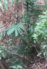 Ptychosperma macarthurii