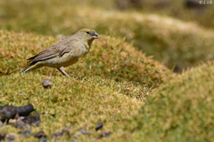 Sicalis uropygialis