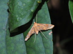 Eoophyla gibbosalis