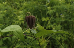 Clematis fusca